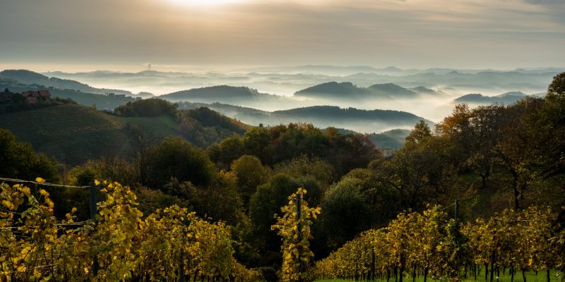 Sonnenaufgang über den Weinbergen in der Südsteiermark mit Neb